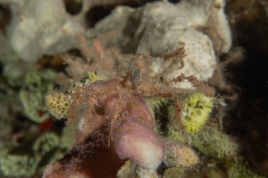 Kızıldeniz 'deki mercan resifi ve su bitkileri, Eilat, İsrail