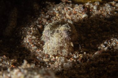 Kızıl Denizde yüzen balıklar, renkli balıklar, Eilat, İsrail