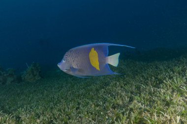 Kızıl Denizde yüzen balıklar, renkli balıklar, Eilat, İsrail