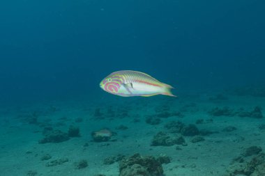 Kızıl Denizde yüzen balıklar, renkli balıklar, Eilat, İsrail
