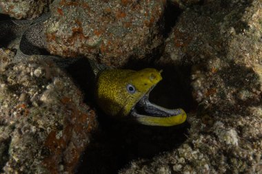 Moray eel Mooray lycodontis undulatus, Kızıl Deniz 'de, Eilat Israel