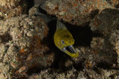 Moray eel Mooray lycodontis undulatus, Kızıl Deniz 'de, Eilat Israel