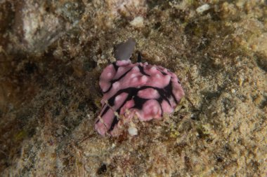 Kızıl Denizde Çıplak Deniz Sümüklüböceği, Renkli ve güzel, Eilat, İsrail