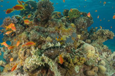 Kızıldeniz 'deki mercan resifi ve su bitkileri, Eilat, İsrail