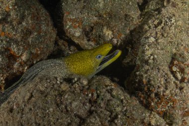 Moray eel Mooray lycodontis undulatus, Kızıl Deniz 'de, Eilat Israel