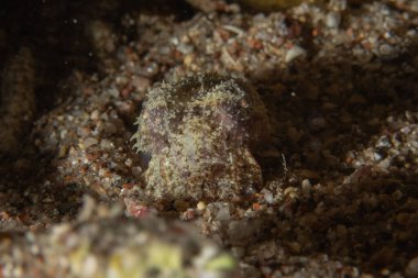 Kızıl Denizde yüzen balıklar, renkli balıklar, Eilat, İsrail