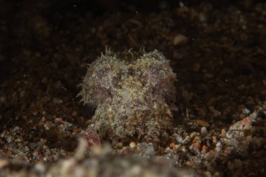 Kızıl Denizde yüzen balıklar, renkli balıklar, Eilat, İsrail