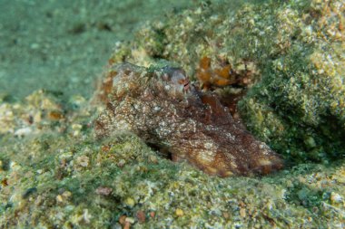 Ahtapot, Kızıl Deniz 'in kamuflaj kralı, Eilat, İsrail 