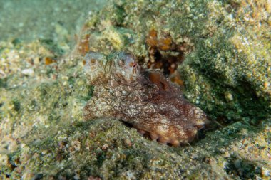 Ahtapot, Kızıl Deniz 'in kamuflaj kralı, Eilat, İsrail 