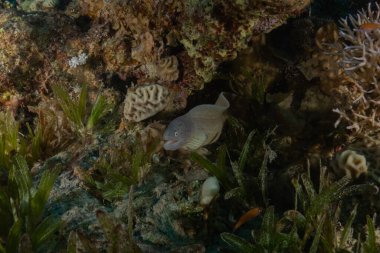 Moray eel Mooray lycodontis undulatus, Kızıl Deniz 'de, Eilat Israel