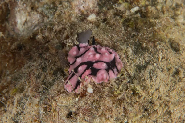 Kızıl Denizde Çıplak Deniz Sümüklüböceği, Renkli ve güzel, Eilat, İsrail