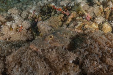 Kızıl Denizde yüzen balıklar, renkli balıklar, Eilat, İsrail