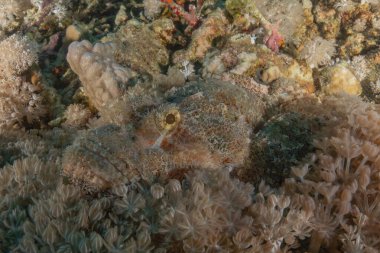 Kızıl Denizde yüzen balıklar, renkli balıklar, Eilat, İsrail