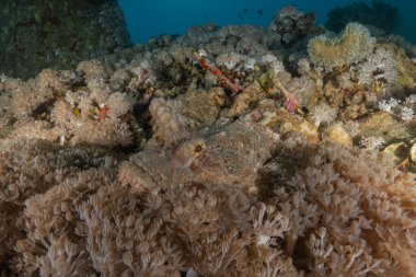 Kızıl Denizde yüzen balıklar, renkli balıklar, Eilat, İsrail