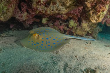 Kızıldeniz, Eilat, İsrail 'deki deniz tabanında mavi benekli vatoz.