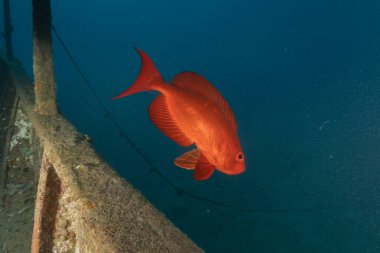 Kızıl Denizde yüzen balıklar, renkli balıklar, Eilat, İsrail