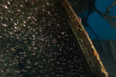 Kızıl Denizde yüzen balıklar, renkli balıklar, Eilat, İsrail