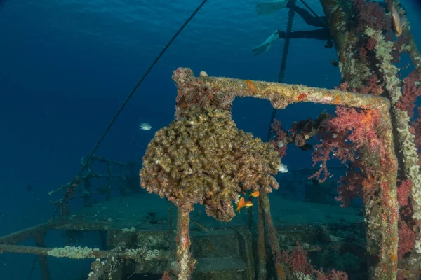 Kızıldeniz 'deki mercan resifi ve su bitkileri, Eilat, İsrail