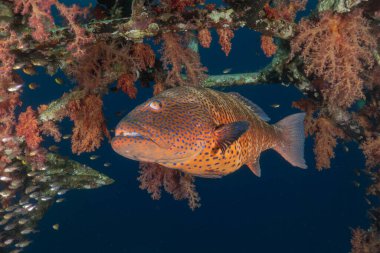 Kızıl Denizde yüzen balıklar, renkli balıklar, Eilat, İsrail