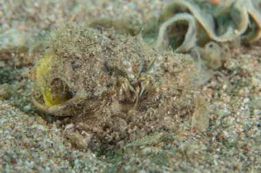 Kızıl Denizde yüzen balıklar, renkli balıklar, Eilat, İsrail