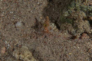 Ahtapot, Kızıl Deniz 'in kamuflaj kralı, Eilat, İsrail 