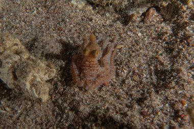 Ahtapot, Kızıl Deniz 'in kamuflaj kralı, Eilat, İsrail 