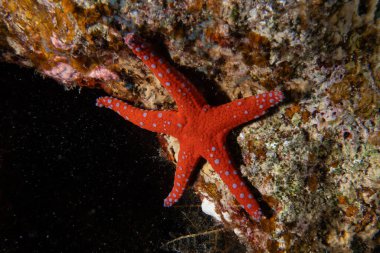 Kızıl Deniz 'deki deniz yıldızı, Eilat, İsrail