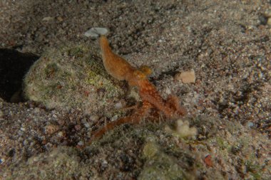 Ahtapot, Kızıl Deniz 'in kamuflaj kralı, Eilat, İsrail 