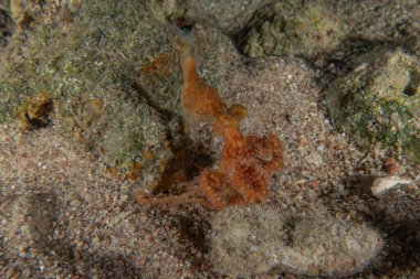 Ahtapot, Kızıl Deniz 'in kamuflaj kralı, Eilat, İsrail 