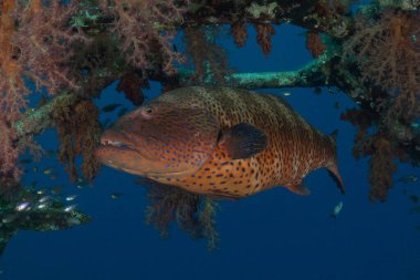 Kızıl Denizde yüzen balıklar, renkli balıklar, Eilat, İsrail
