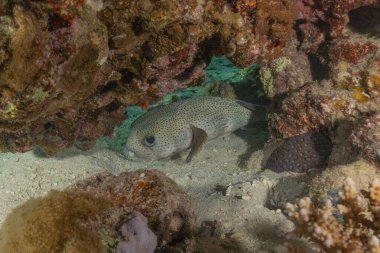 Kızıl Denizde yüzen balıklar, renkli balıklar, Eilat, İsrail