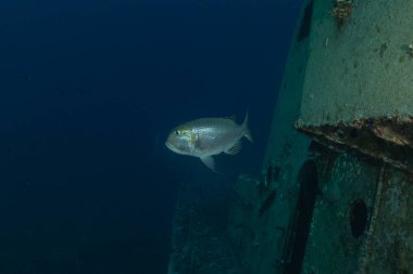 Kızıl Denizde yüzen balıklar, renkli balıklar, Eilat, İsrail