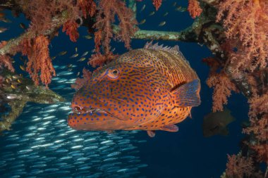 Kızıl Denizde yüzen balıklar, renkli balıklar, Eilat, İsrail