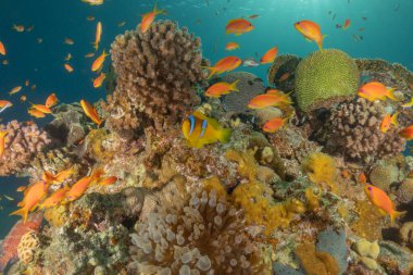 Kızıldeniz 'deki mercan resifi ve su bitkileri, Eilat, İsrail