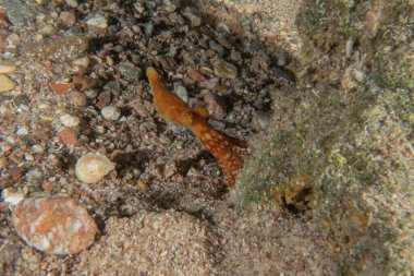 Ahtapot, Kızıl Deniz 'in kamuflaj kralı, Eilat, İsrail 