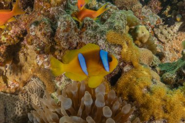 Kızıl Deniz 'de palyaço balığı balığı, renkli ve güzel, Eilat, İsrail