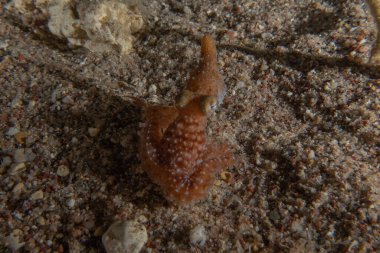 Ahtapot, Kızıl Deniz 'in kamuflaj kralı, Eilat, İsrail 