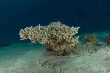 Kızıldeniz 'deki mercan resifi ve su bitkileri, Eilat, İsrail