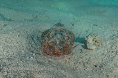 Kızıl Denizde yüzen balıklar, renkli balıklar, Eilat, İsrail