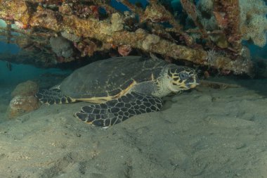 Kızıl Deniz 'de Şahin gagalı deniz kaplumbağası, Eilat, İsrail 