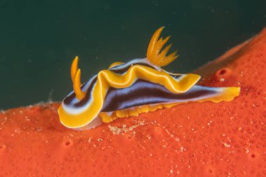 Kızıl Denizde Çıplak Deniz Sümüklüböceği, Renkli ve güzel, Eilat, İsrail