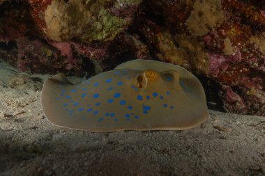 Kızıldeniz, Eilat, İsrail 'deki deniz tabanında mavi benekli vatoz.