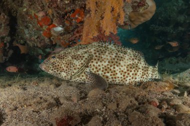 Kızıl Denizde yüzen balıklar, renkli balıklar, Eilat, İsrail