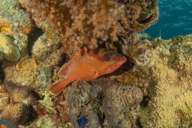 Kızıl Denizde yüzen balıklar, renkli balıklar, Eilat, İsrail