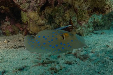 Kızıldeniz, Eilat, İsrail 'deki deniz tabanında mavi benekli vatoz.