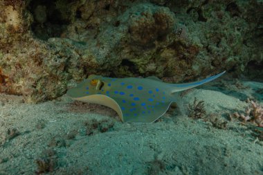 Kızıldeniz, Eilat, İsrail 'deki deniz tabanında mavi benekli vatoz.