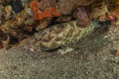 Kızıl Denizde yüzen balıklar, renkli balıklar, Eilat, İsrail