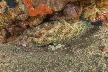 Kızıl Denizde yüzen balıklar, renkli balıklar, Eilat, İsrail