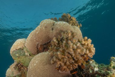Kızıldeniz 'deki mercan resifi ve su bitkileri, Eilat, İsrail