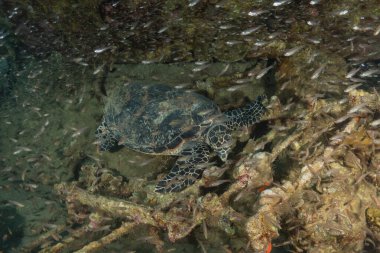 Kızıl Deniz 'de Şahin gagalı deniz kaplumbağası, Eilat, İsrail 